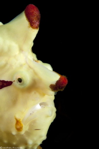 frog face (Lembeh) by Mathieu Foulquié 